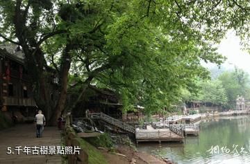 眉山洪雅柳江古鎮-千年古樹照片