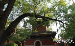 北京万寿寺旅游攻略之钟鼓楼