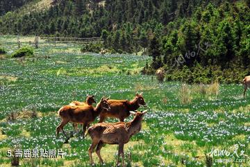 景泰壽鹿山森林公園-壽鹿照片