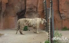 瀋陽森林動物園旅遊攻略之白虎
