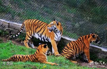 龙岩梅花山中国虎园-虎区照片