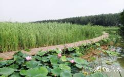 台兒庄運河濕地公園旅遊攻略之木棧道