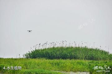 湖北龙感湖国家级自然保护区-水生植物照片