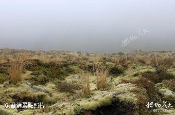 紐西蘭湯加里羅國家公園-苔蘚照片