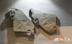 辽宁朝阳鸟化石国家地质公园旅游攻略之古生物化石展厅
