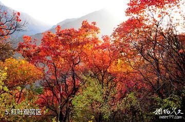 三门峡甘山国家森林公园-红叶观赏区照片