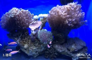南宁海底世界-珊瑚照片
