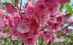 大连英歌石植物园旅游攻略之粉色桃花