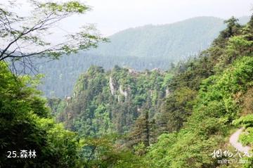 武冈云山国家森林公园-森林照片