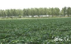 江蘇永豐林農業生態園旅遊攻略之出口蔬菜種植基地