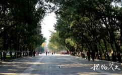 北京地壇公園旅遊攻略之林蔭道