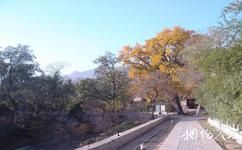 北京龍泉寺旅遊攻略之古銀杏樹