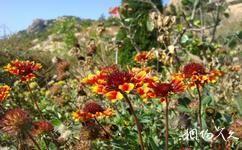 即墨鶴山旅遊攻略之鶴山花開