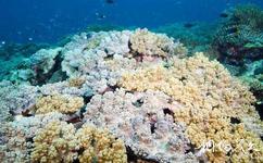 海南三亞珊瑚礁國家級自然保護區旅遊攻略之珊瑚礁