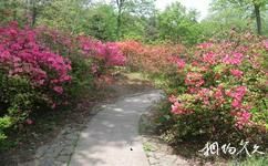杭州植物園旅遊攻略之杜鵑園