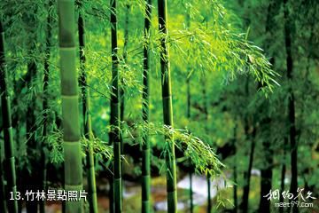 信陽市黃柏山國家森林公園-竹林照片