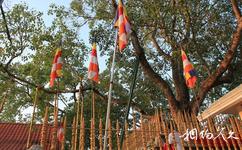 斯里兰卡阿努拉德普勒市旅游攻略之大菩提树