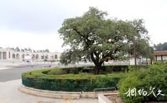 葡萄牙法蒂瑪聖母大教堂旅遊攻略之法蒂瑪聖櫟樹
