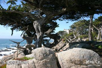 美國17里灣-魔鬼樹照片