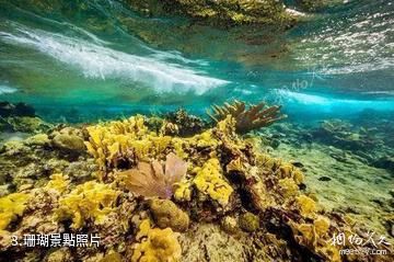 吉里巴斯聖誕島-珊瑚照片