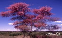 中科院吐鲁番沙漠植物园旅游攻略之柽柳植物专类园