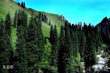 新疆科桑溶洞国家森林公园-云杉照片