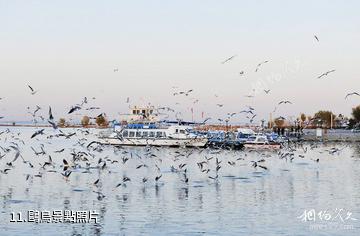 大慶黑魚湖生態景區-鷗鳥照片