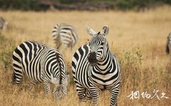 肯尼亚安博塞利国家公园旅游攻略之斑马