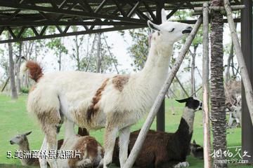 南通森林野生動物園-美洲叢林照片