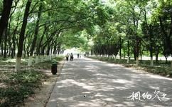 華中科技大學校園概況之林蔭大道