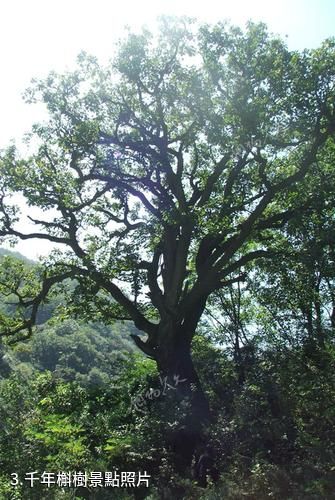 三門峽甘山國家森林公園-千年槲樹照片