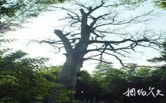 六安大華山旅遊攻略之古楓樹