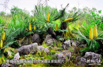 攀枝花蘇鐵國家級自然保護區照片