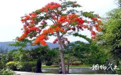 興隆熱帶花園旅遊攻略之鳳凰木