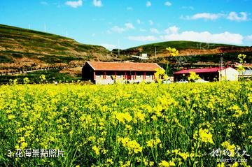 內蒙古哈達門國家森林公園-花海照片