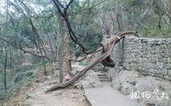 杭州玉皇山旅游攻略之百年古树
