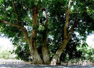 葉城核桃七仙園-核桃樹照片