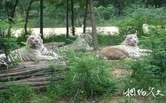 秦皇島野生動物園旅遊攻略之猛獸區
