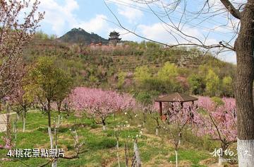 竹林關桃花谷景區-桃花照片