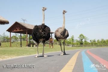 南通森林野生動物園-非洲草原照片