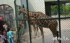 南京红山森林动物园旅游攻略之长颈鹿馆