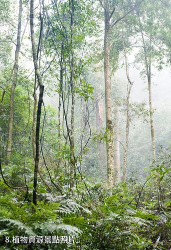 廣東車八嶺國家級自然保護區-植物資源照片