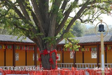 福山國露峆山盧寺佛教文化旅遊區-千年銀杏古樹照片