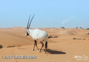 迪拜沙漠保護區照片