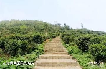 欽州那霧山森林公園-知青茶園照片