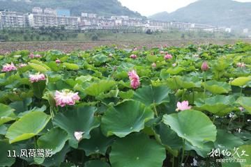 重庆开县汉丰湖风景区-风荷鹭影照片