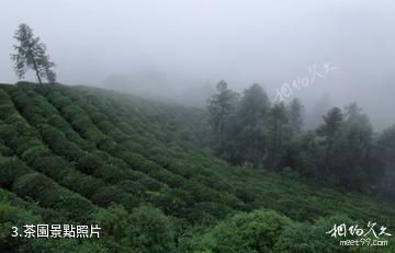 江津駱騋山風景區-茶園照片