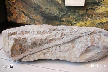 加拿大乔金斯化石断崖-化石照片