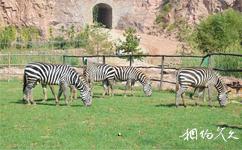 昌邑青山秀水旅游攻略之非洲动物园