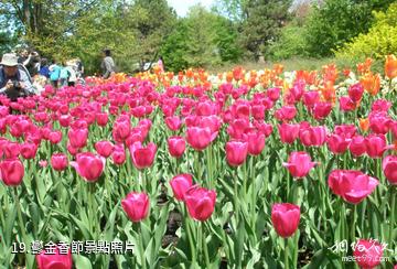 加拿大渥太華市-鬱金香節照片